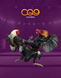Ayam
