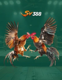 Ayam